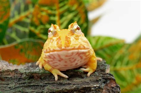 養角蛙 招財